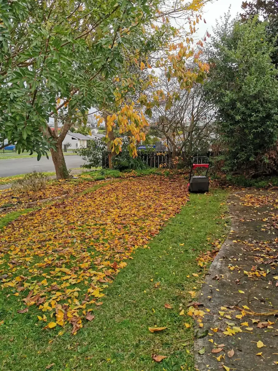 Lawn covered in fall leaves before a clean-up